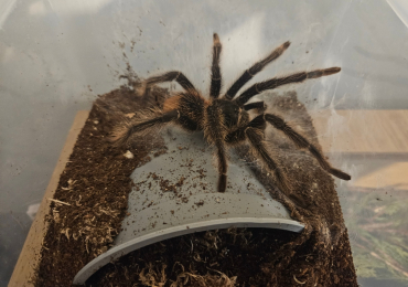 Lp  fully matured male