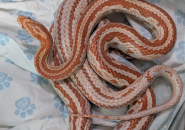 Amel Tessera Corn Snake