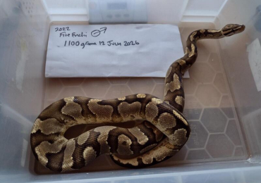 2022 Male Fire Enchi Royal Python.