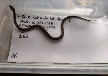 2026 female Black Rat Snake het for Albino