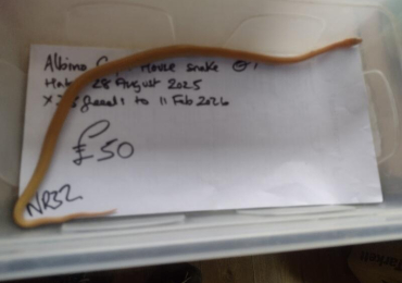 Male Albino Cape House Snake