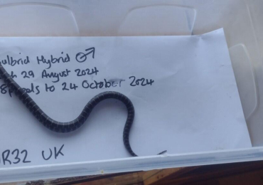 Calbrook King Snake Hybrid