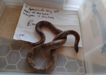 2024 Male Apalachicola King Snake