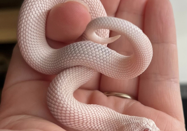 Western Hognose snake with full set up